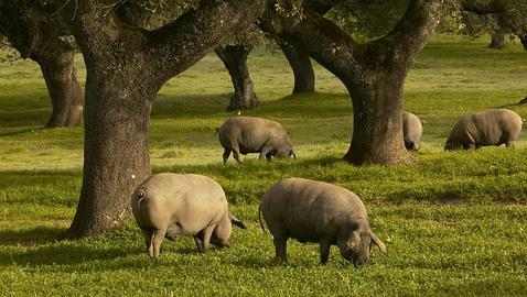 cerdo iberico