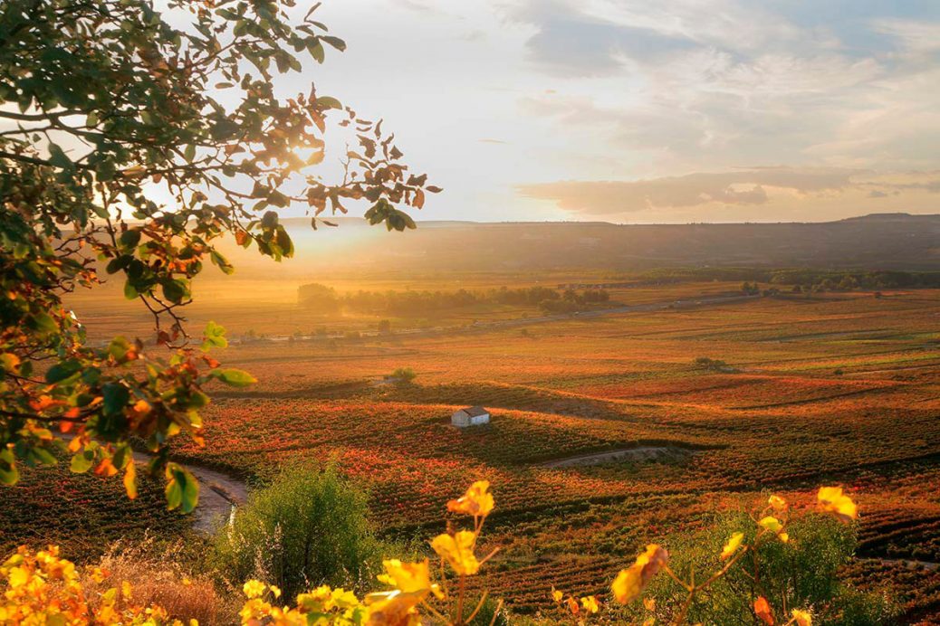 paisajes_los_viñedos_de_la_rioja