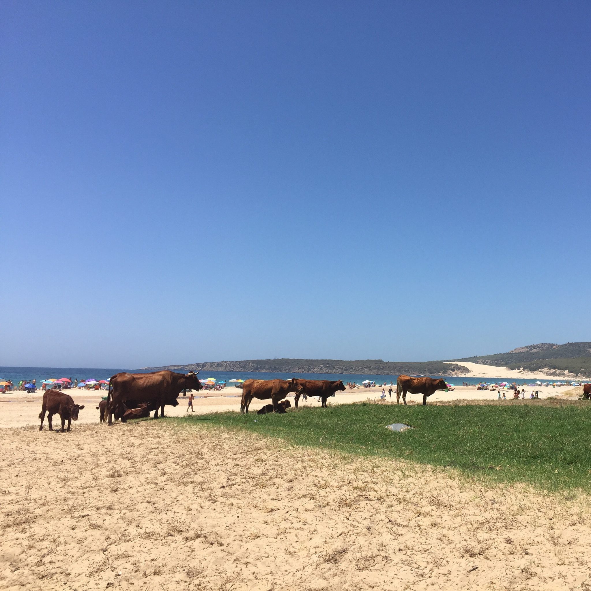Playa de Bolonia en Cadiz